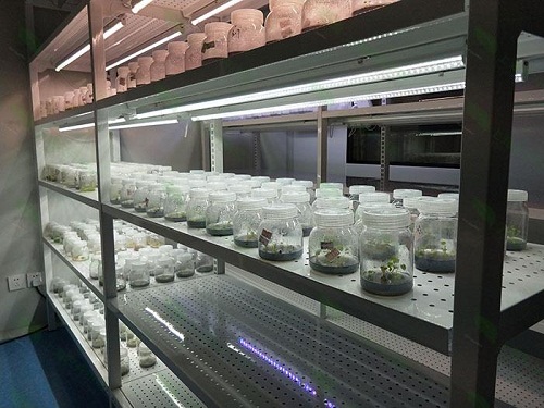 兖州植物组织培养实验室设计建设方案